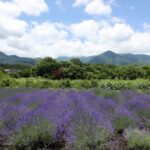 潤滑ゼリーには、”植物療法”という考え方を取り入れています
