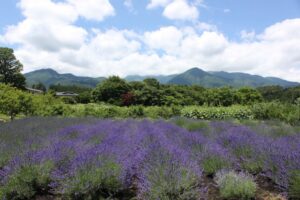 潤滑ゼリーには、”植物療法”という考え方を取り入れています